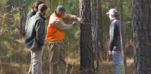 TIR members measuring tree in forest