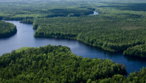 Aerial view of forest with river running through it.