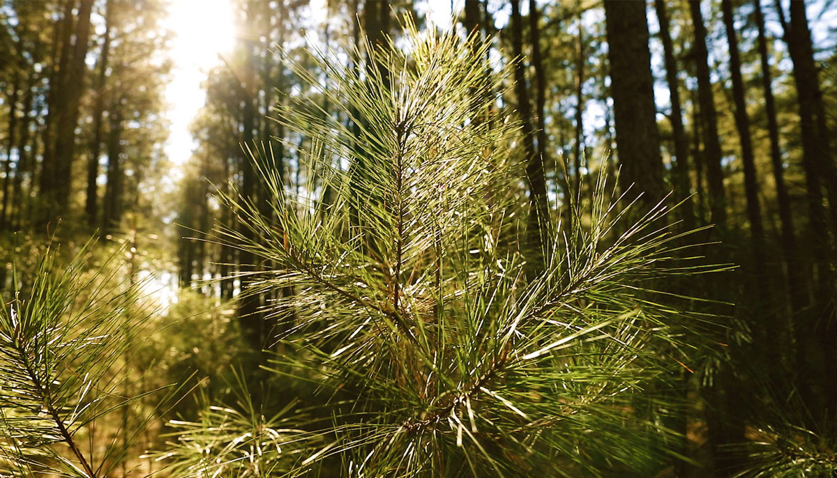 photo of young tree growing.