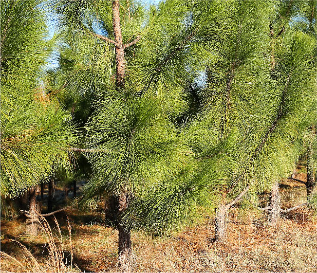 Row of young pine trees in a managed forest.