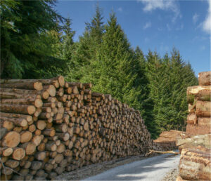 Stacks of logs in managed timber land.