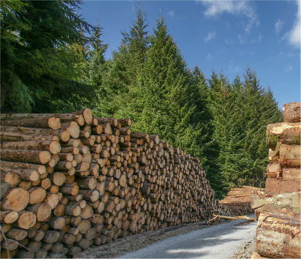 Stacks of logs in managed timber land.