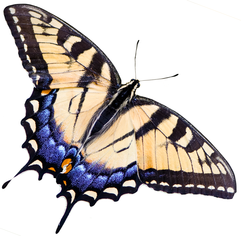 butterfly