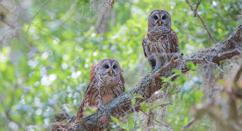 owls