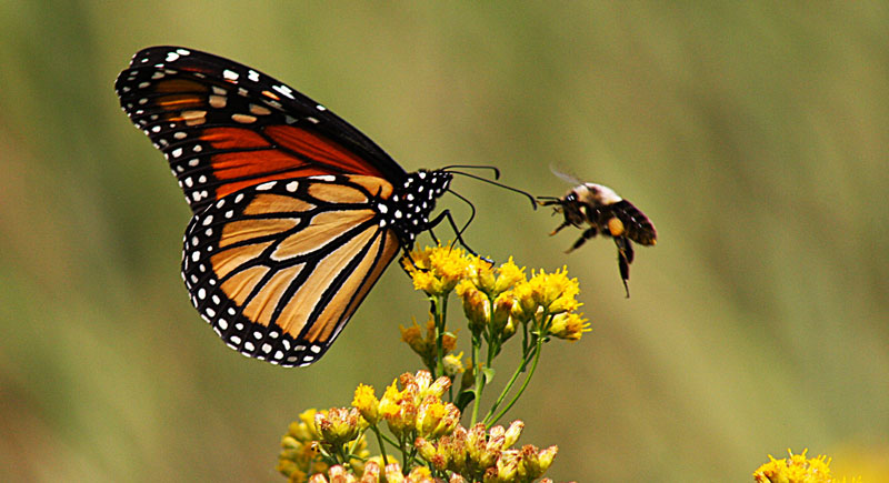 butterfly and bee hovering over a wildflower.