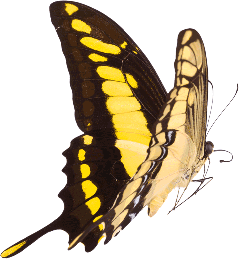 Swallowtail butterfly in flight