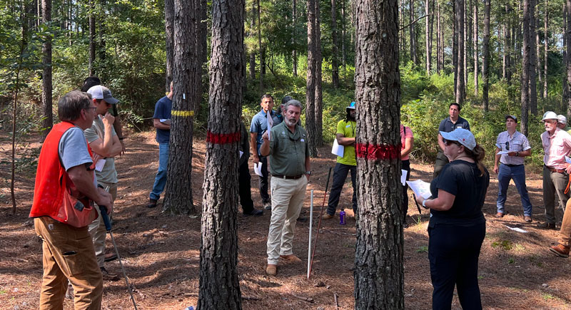 Group of TIR members on a field tour discussing the growth of pine trees in the area.